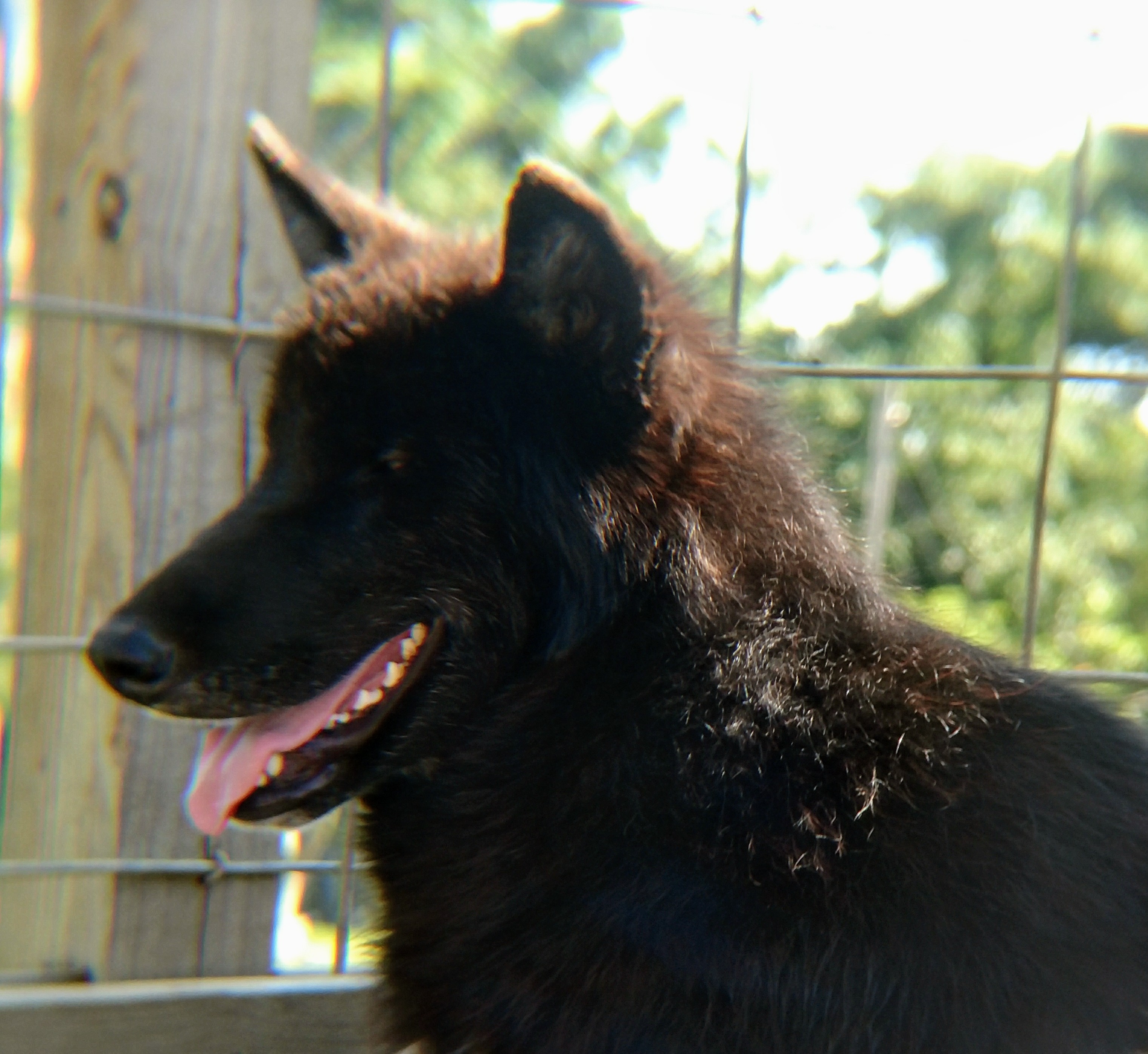 Black Wolf Hybrid Dogs Black Wolf Hybrid Dogs