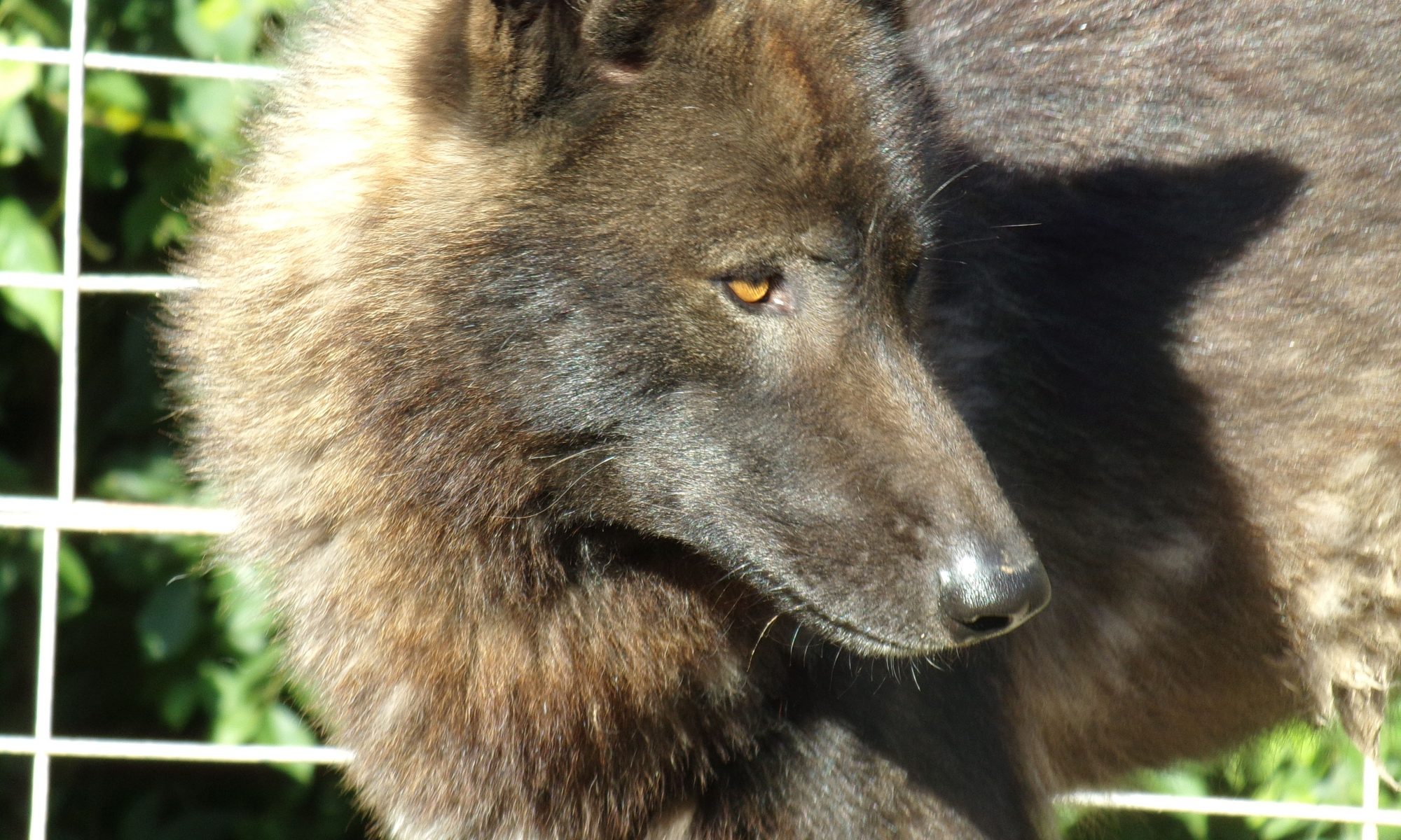 Helping Hand Southern Ohio Wolf Sanctuary, Inc. Wolfdogs