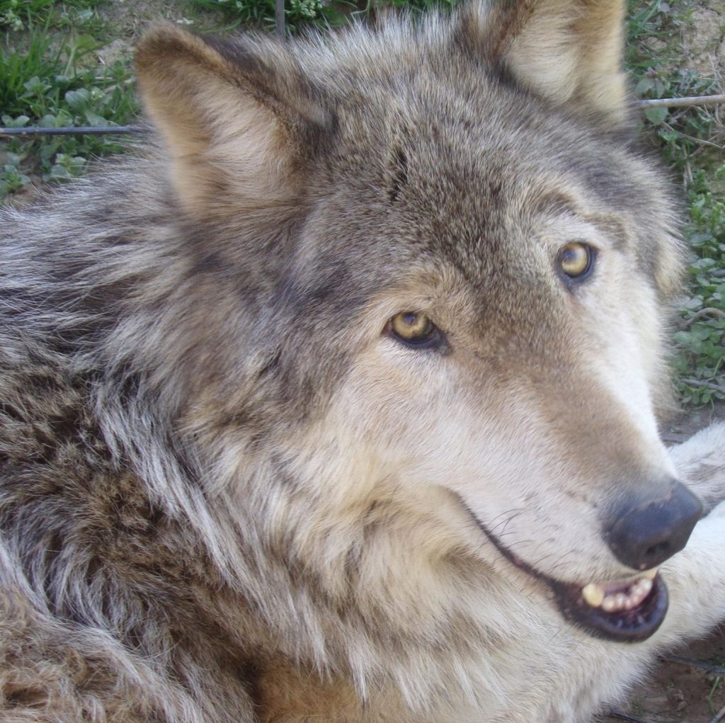 Wolfdog Southern Ohio Wolf Sanctuary, Inc. Wolfdogs